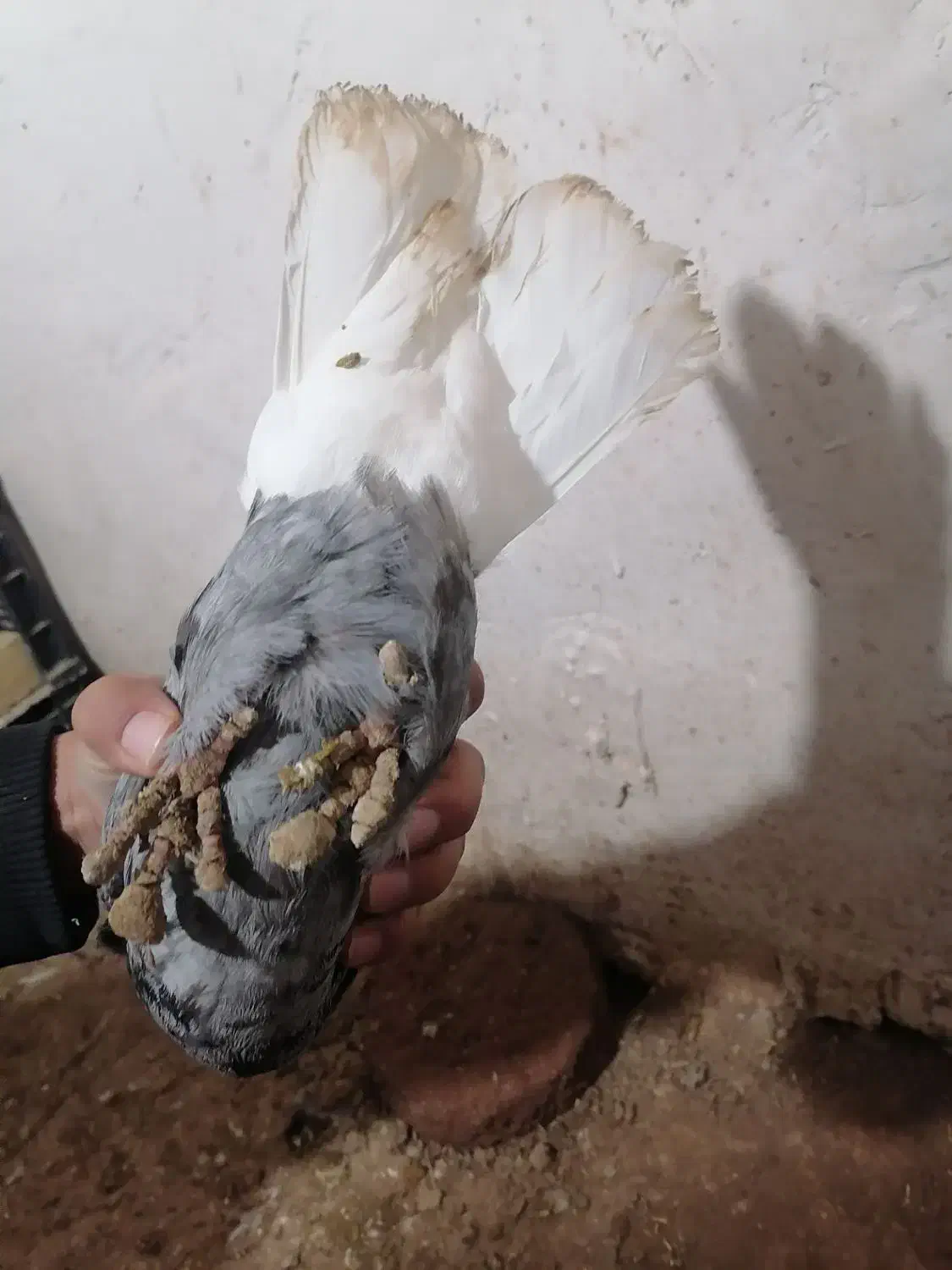 دم سفید|حیوانات|کبودرآهنگ, |دیوار