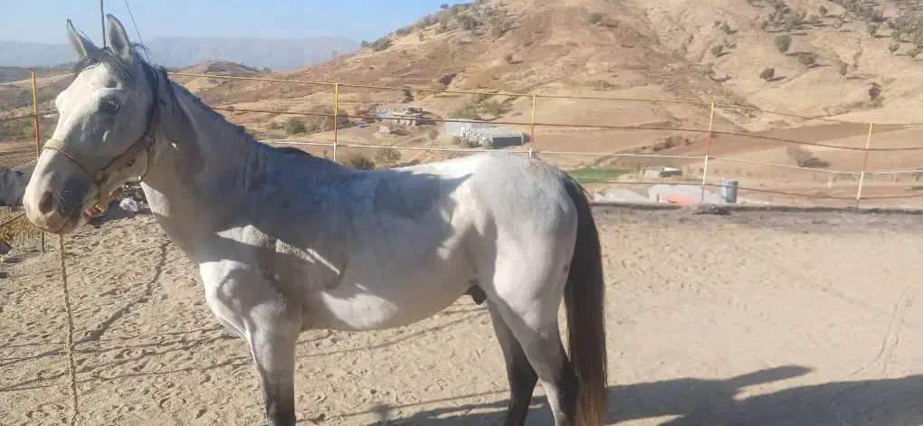 فروش اسب و یک کوره|اسب و تجهیزات اسبسواری|بانه, |دیوار