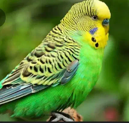 مرغ‌عشق گمشده سبز‌|حیوانات|ایذه, |دیوار