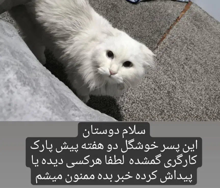 گربه گمشده|حیوانات|دوگنبدان, |دیوار