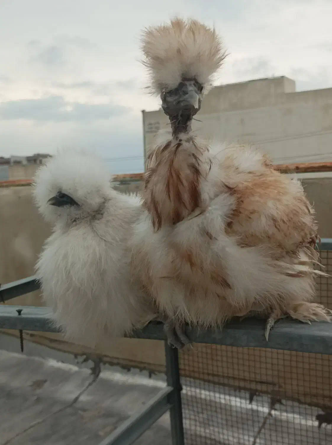 مرغ ابریشمی گردن لخت|حیوانات مزرعه|اهواز, امانیه|دیوار