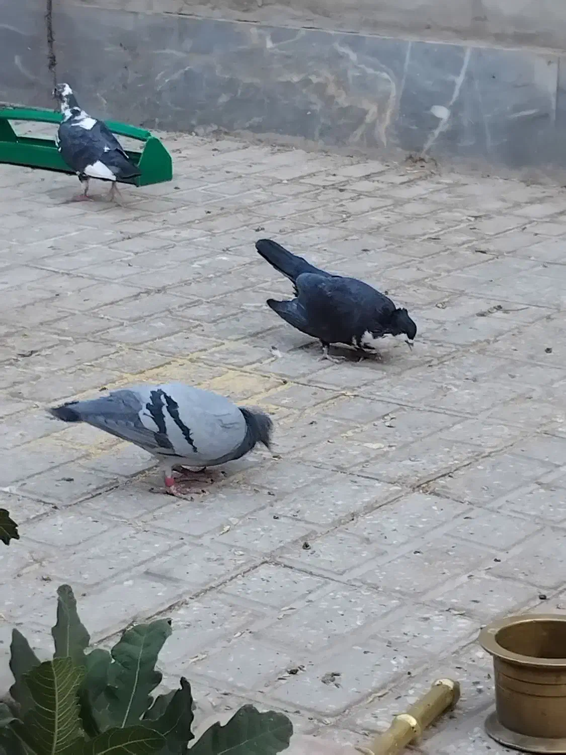 ریش|حیوانات|بیرجند, |دیوار