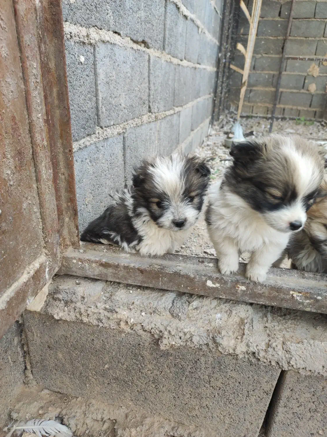 توله پاکوتاه|سگ|شیروان (خراسان), |دیوار