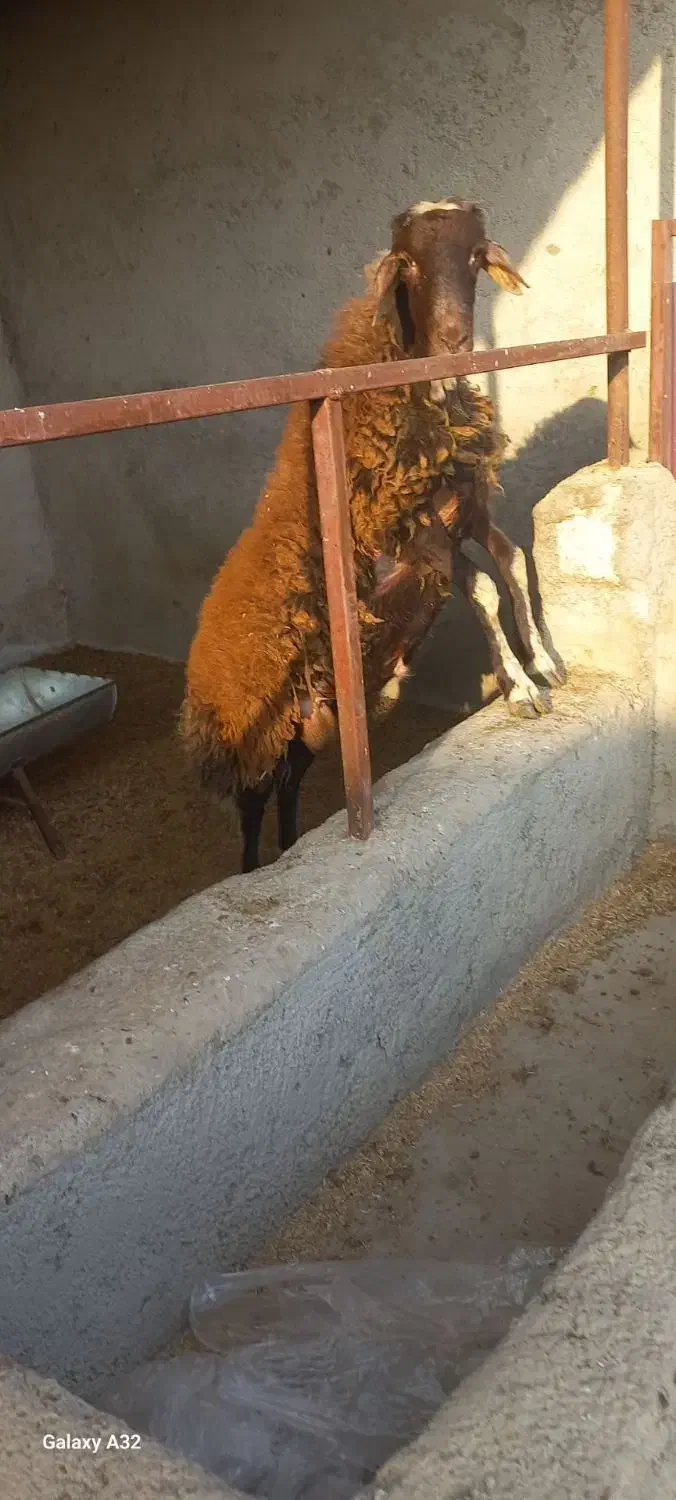 بره نر درشت|حیوانات مزرعه|فاضل آباد, |دیوار