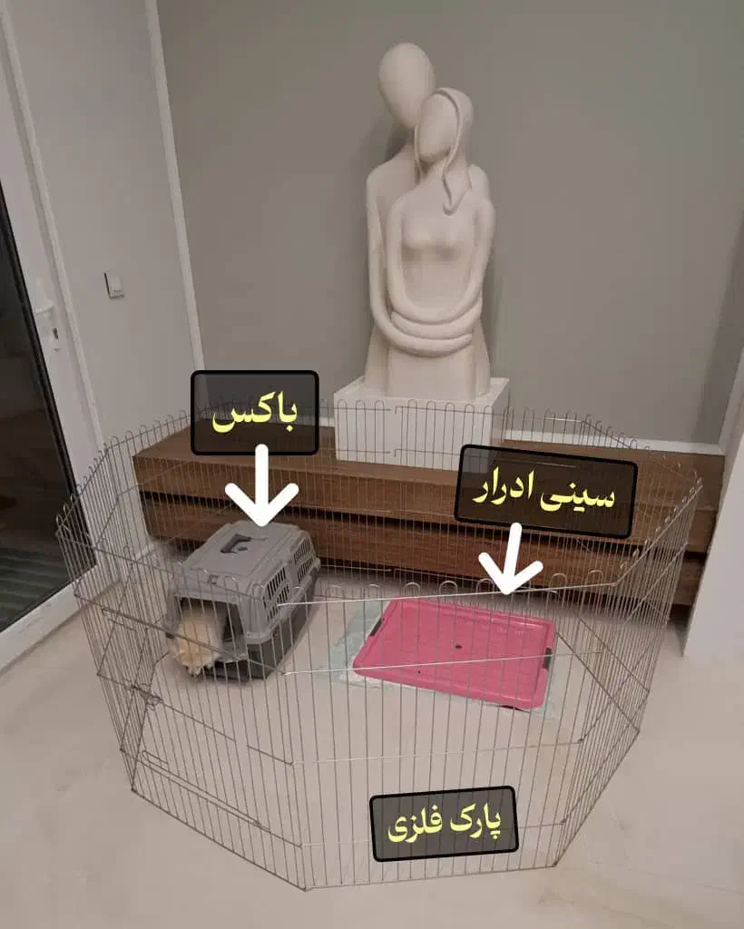 سگ پامر آپارتمانی|سگ|گرگان, |دیوار