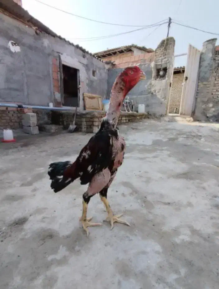 خروس لاری اصیل|حیوانات مزرعه|هادی شهر, |دیوار