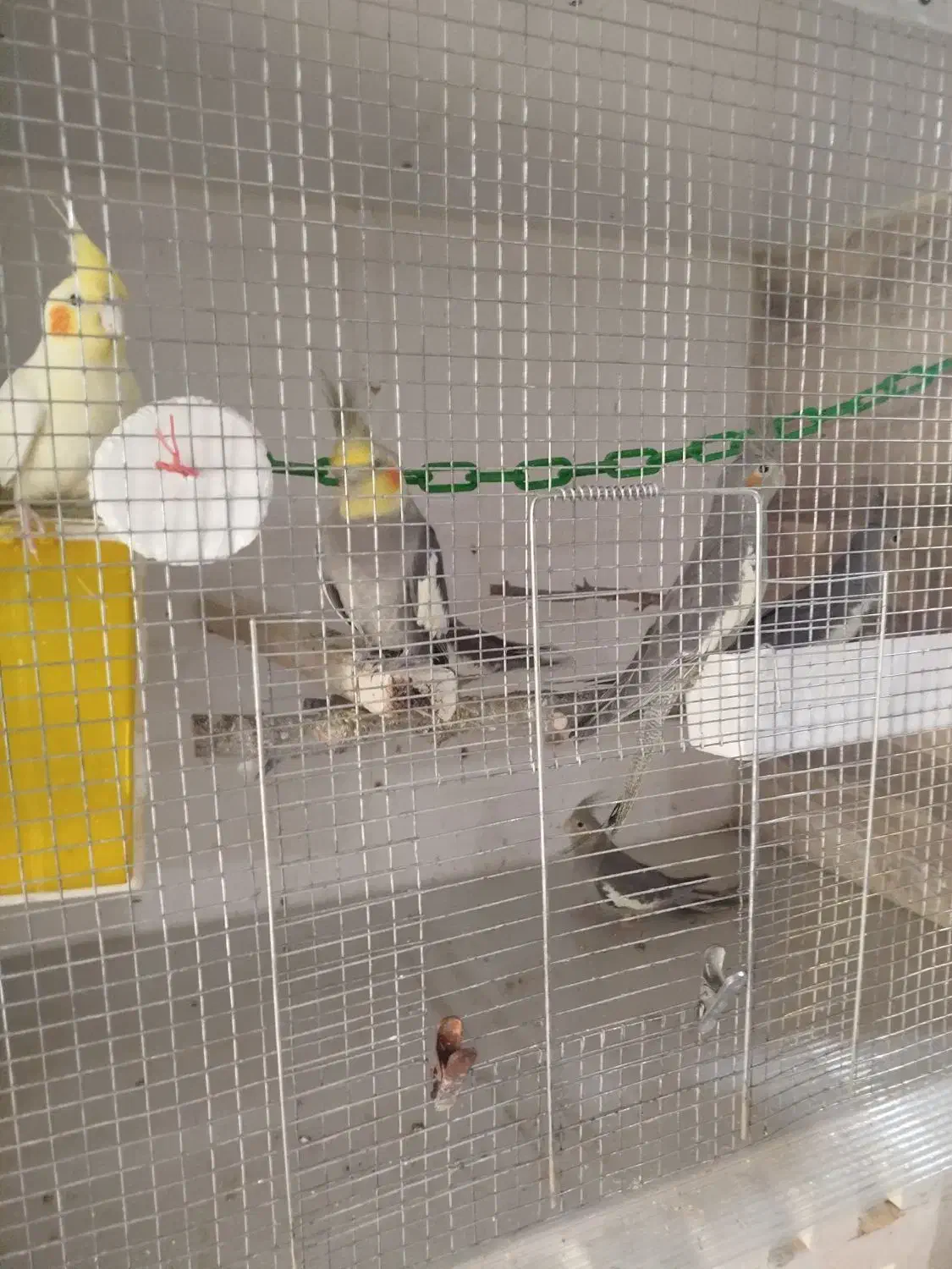 عروس هلندی جوجه و مولد|پرنده|میانه, |دیوار