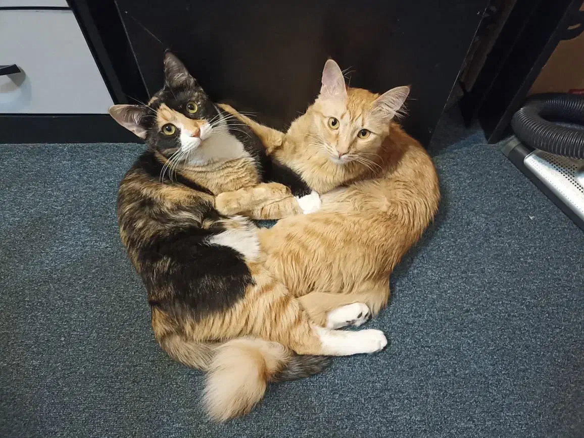 واگذاری رایگان|گربه|پردیس, فاز ۲|دیوار