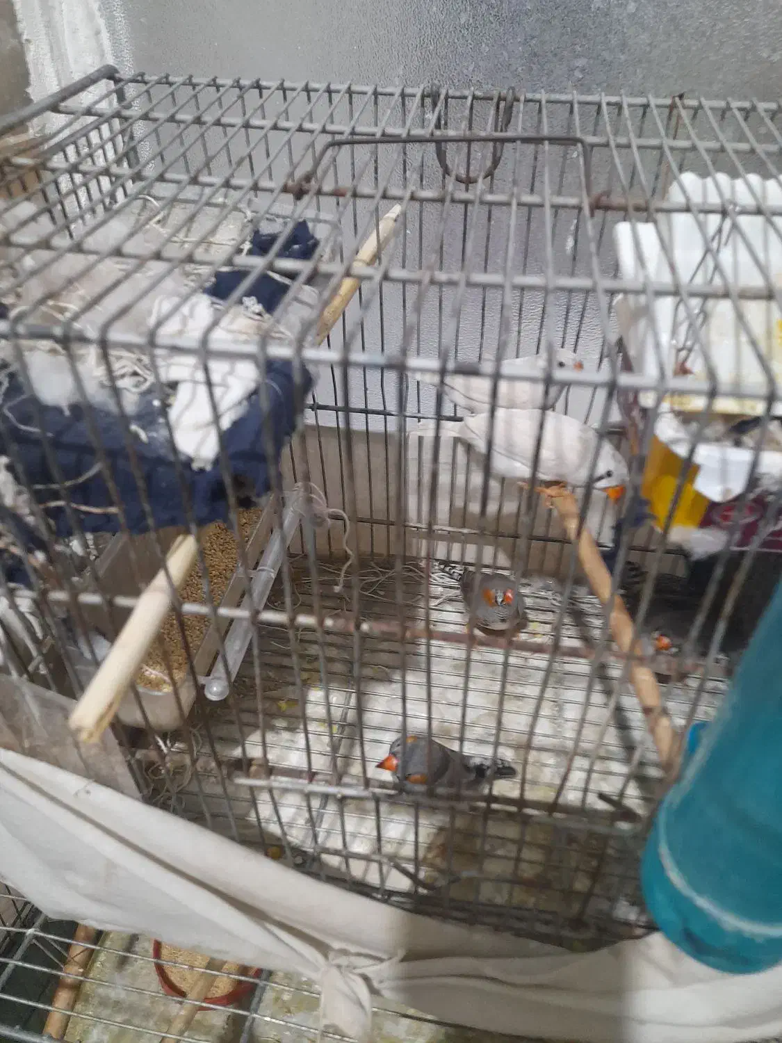 فنچ|پرنده|قم, شهر قائم|دیوار