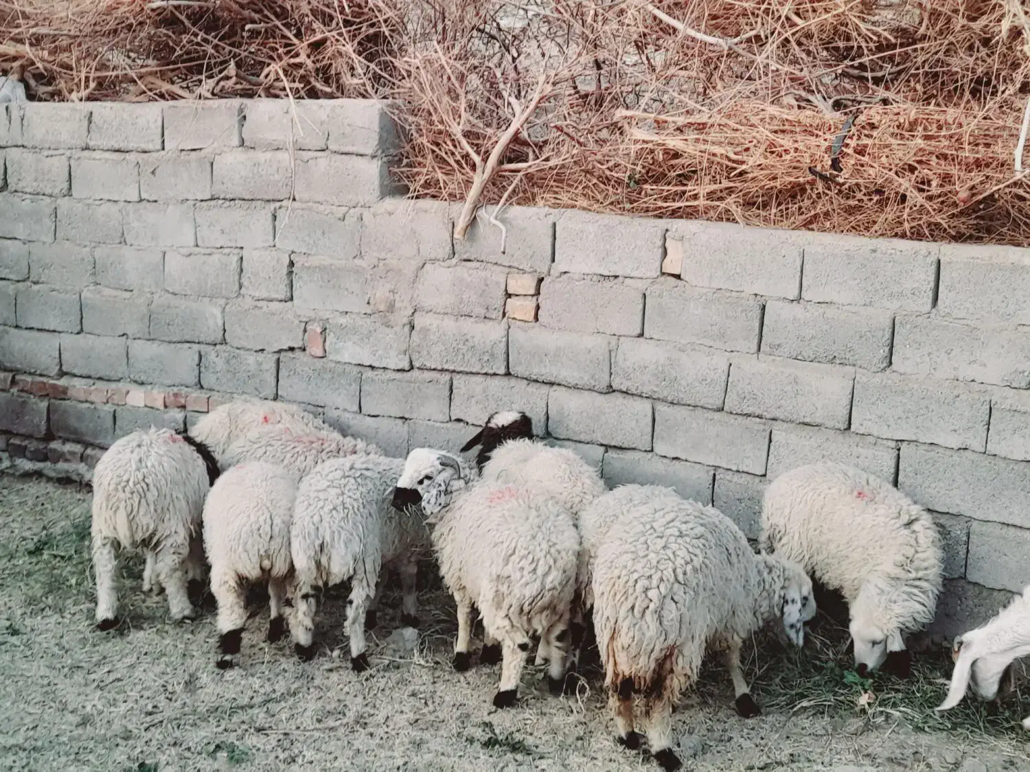 چاق پرواری سرحدی|حیوانات مزرعه|جیرفت, |دیوار