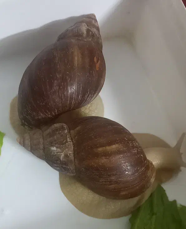 حلزون آلبینو|خزنده|دورود, |دیوار