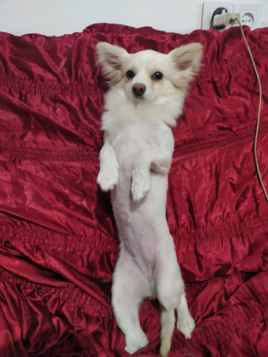 سگ سفید نژاد دار پاکوتاه|حیوانات|کرمان, |دیوار