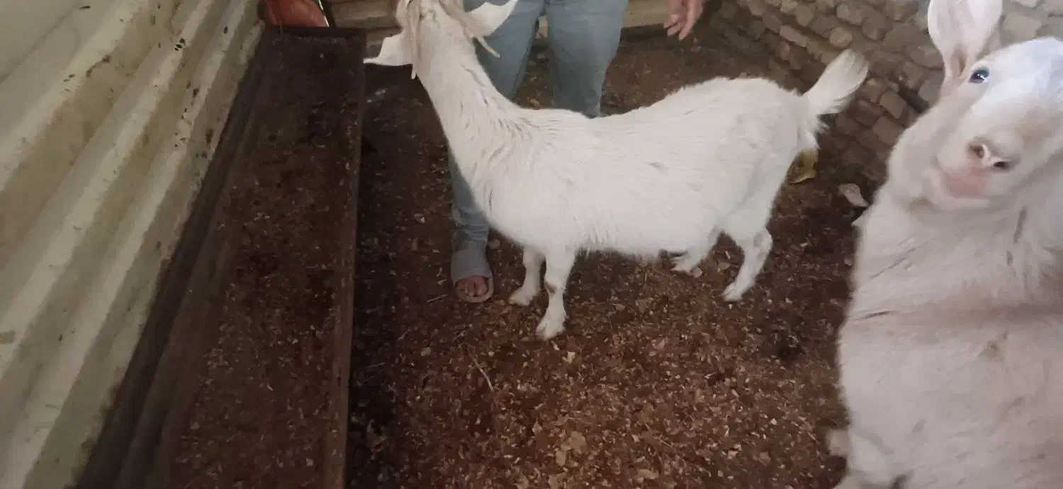 بز ماده سانن|حیوانات مزرعه|تربت‌حیدریه, حیدرآباد|دیوار