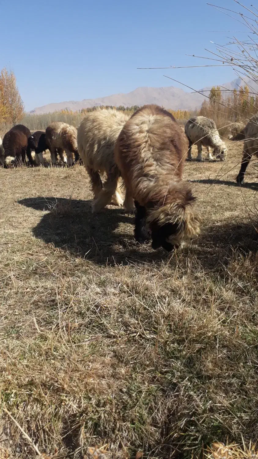 بره ماده|حیوانات مزرعه|فارسان, |دیوار
