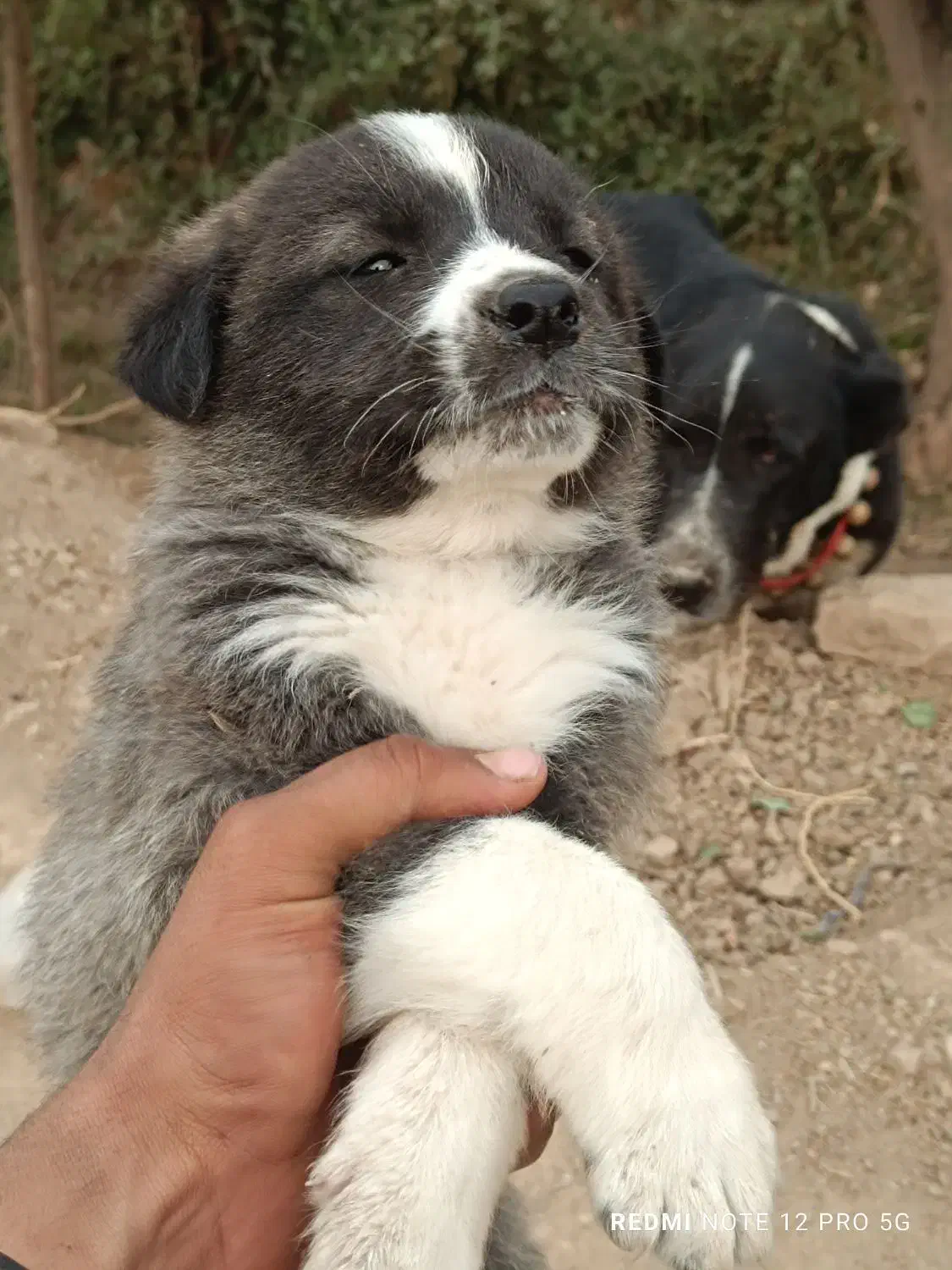 واگذاری سگ قدرجونی|سگ|دزفول, |دیوار