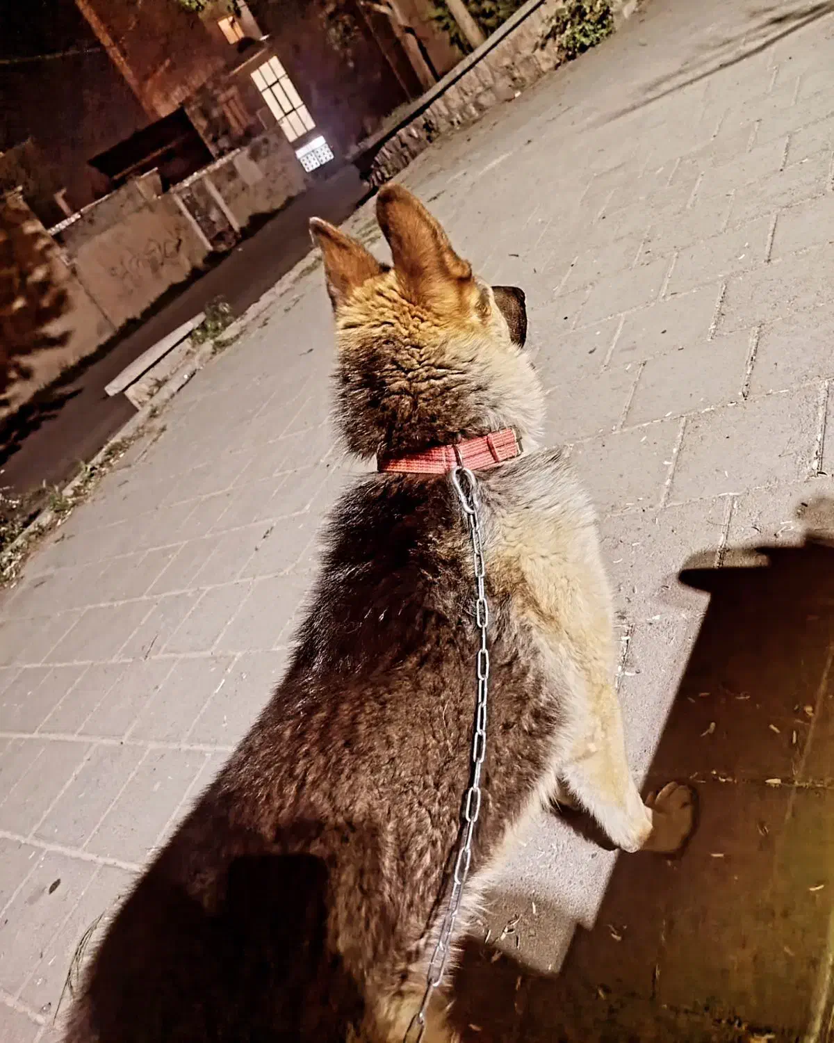 ژرمن شپرد|سگ|سقز, |دیوار