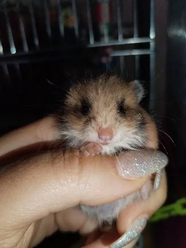 بچه همستر|موش و خرگوش|آبادان, |دیوار