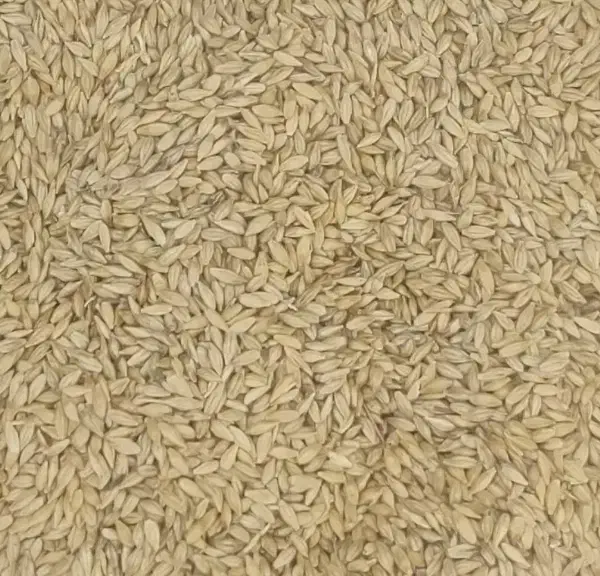 بره نر معاوضه با جو|حیوانات مزرعه|بهمن صغاد, |دیوار