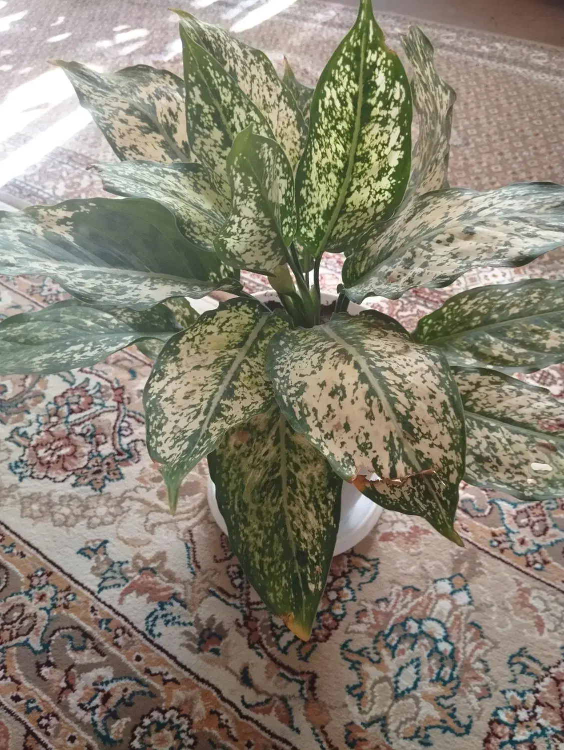 گل دیفن باخیا|گل و گیاه طبیعی|شیراز, شهرک مهرگان|دیوار