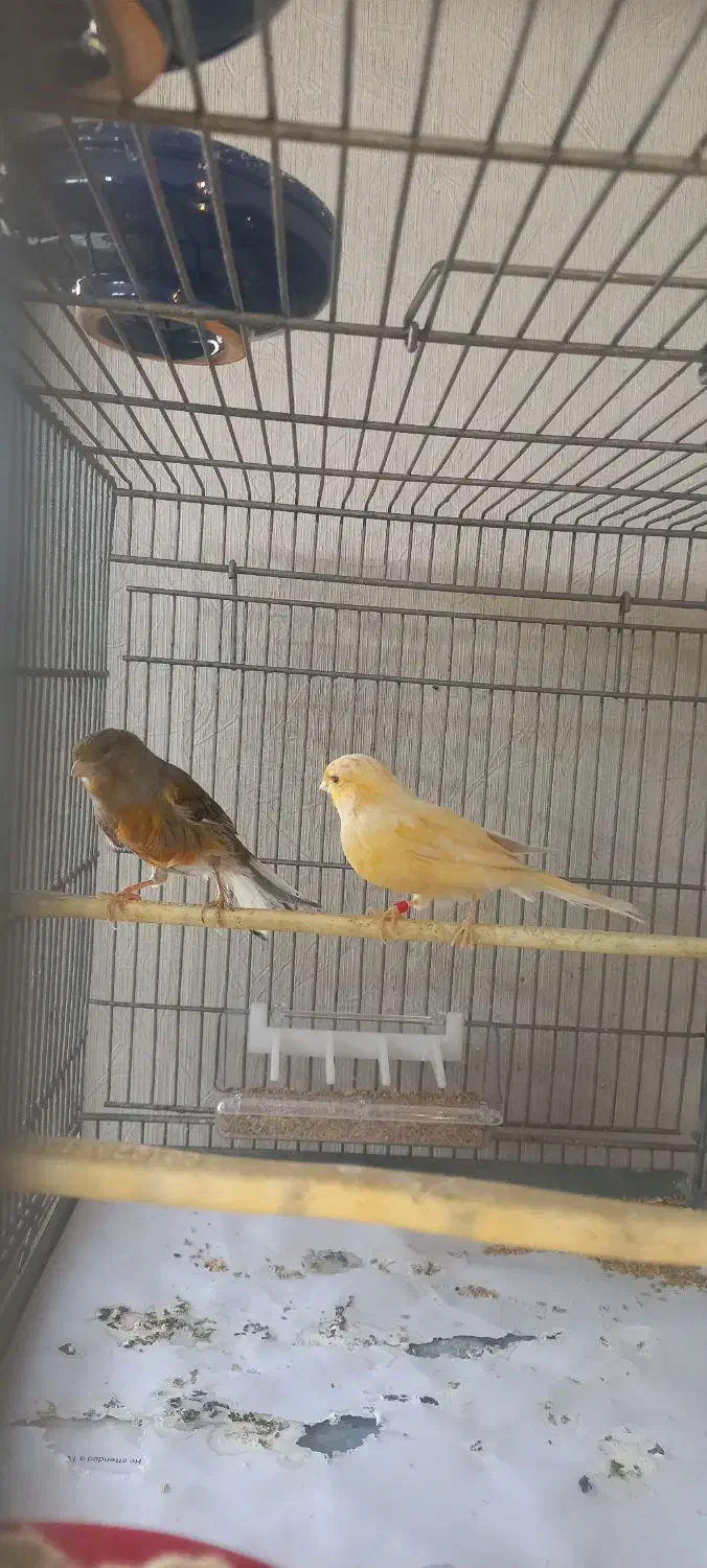 یک جفت قناری|پرنده|قلعه نو, |دیوار