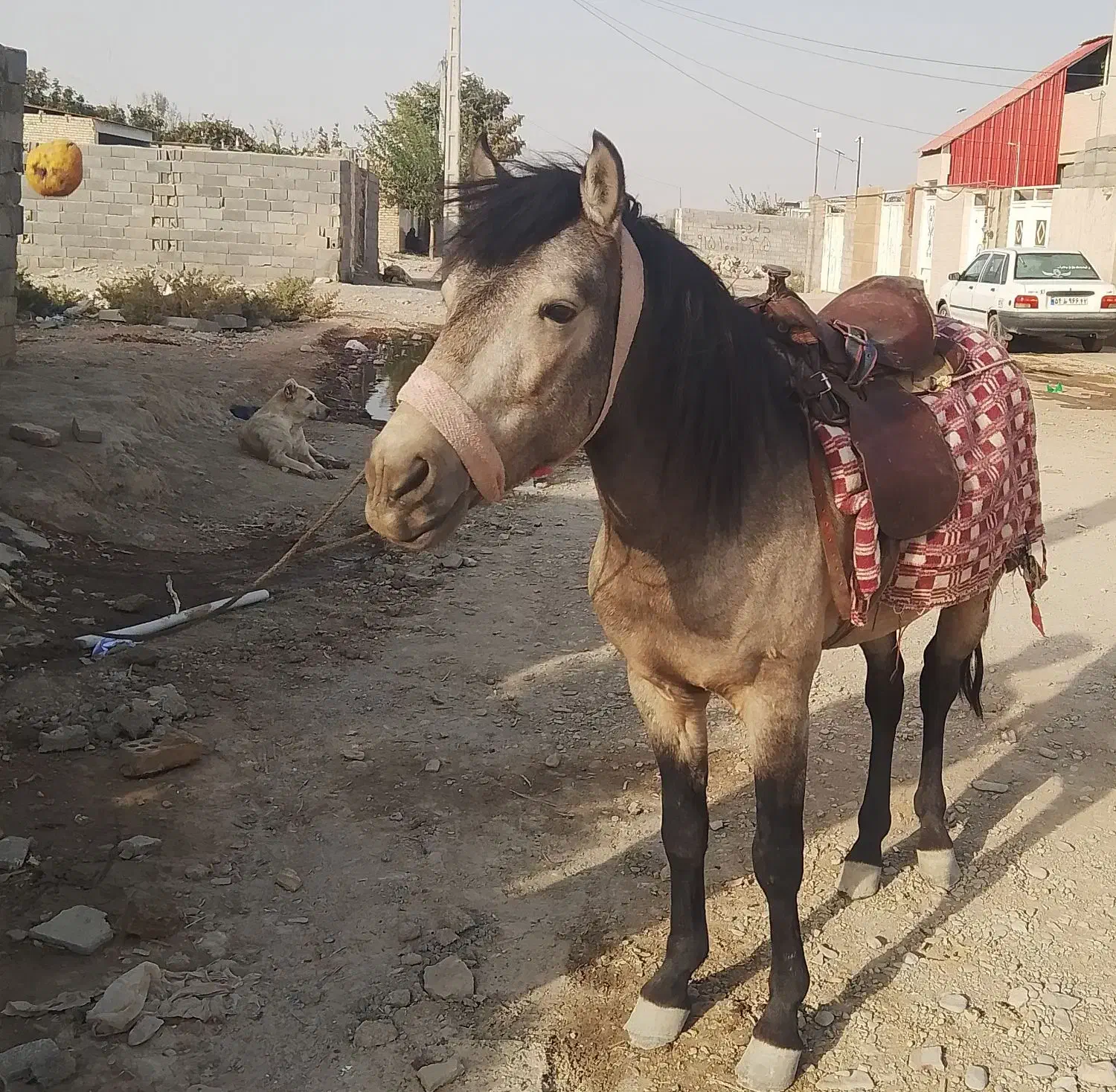 یک عدد اسب نرینه گلگی جوان و آرام مناسب سواری|اسب و تجهیزات اسب‌سواری|چناران, |دیوار
