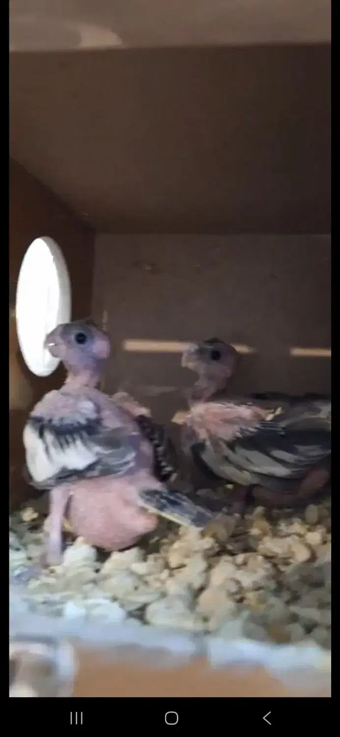 مولد جفت گیری کردن ۲ تا جوجه عروس هلندی|پرنده|تهران, جوادیه تهرانپارس|دیوار