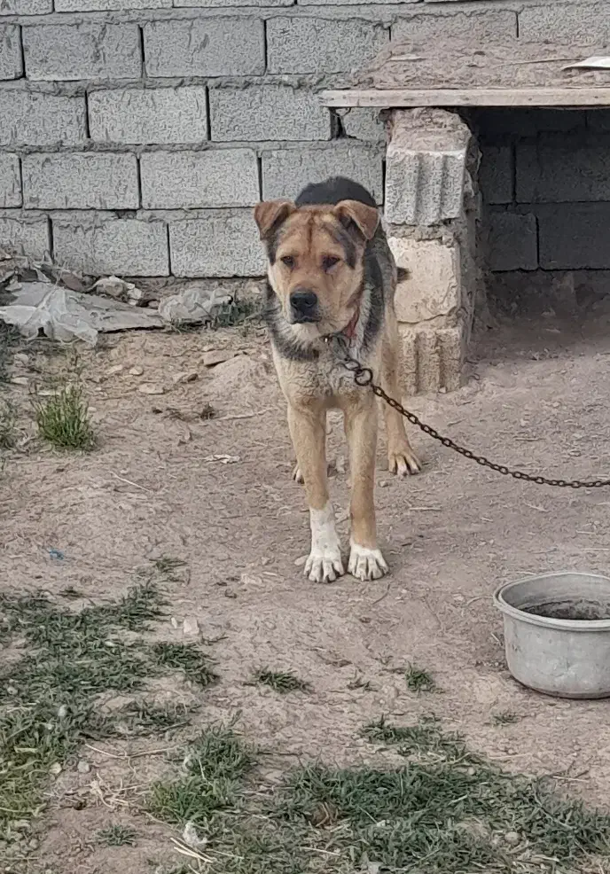 سگ نگهبان|سگ|خواجه, |دیوار