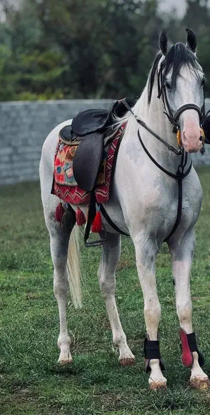 نریان هندی|اسب و تجهیزات اسبسواری|رشت, کوی مهر|دیوار