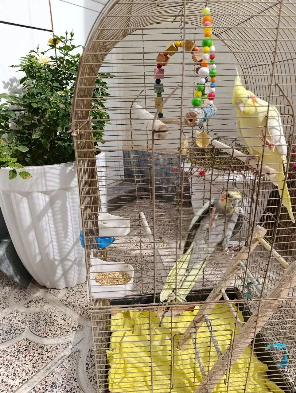 یه جفت عروس هلندی|پرنده|خوی, |دیوار