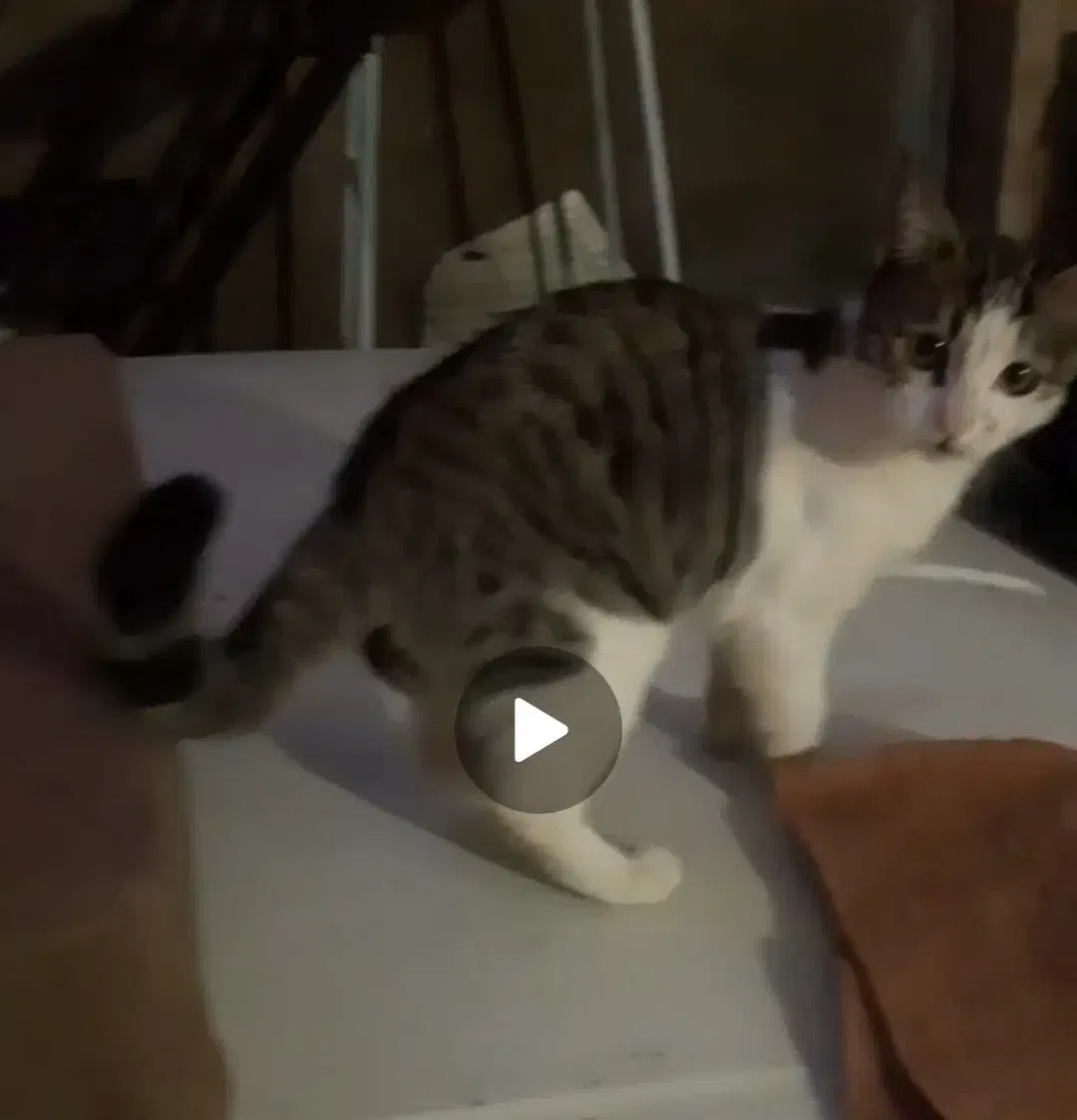 گربه گم شده در ابهر حوالی ثبت احوال کوچه خانصنمی|گربه|ابهر, |دیوار