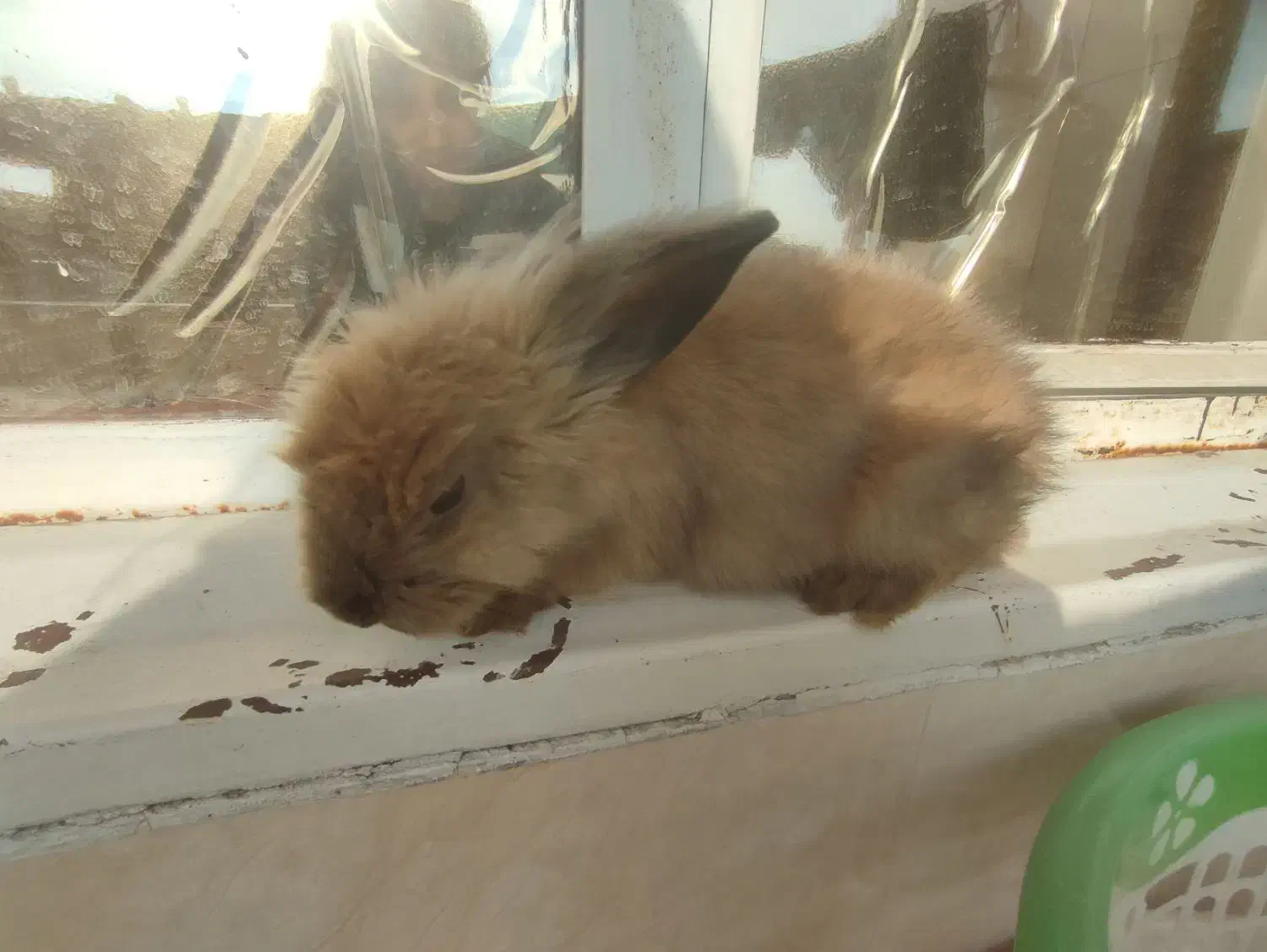 خرگوش لپ|موش و خرگوش|ملارد, |دیوار