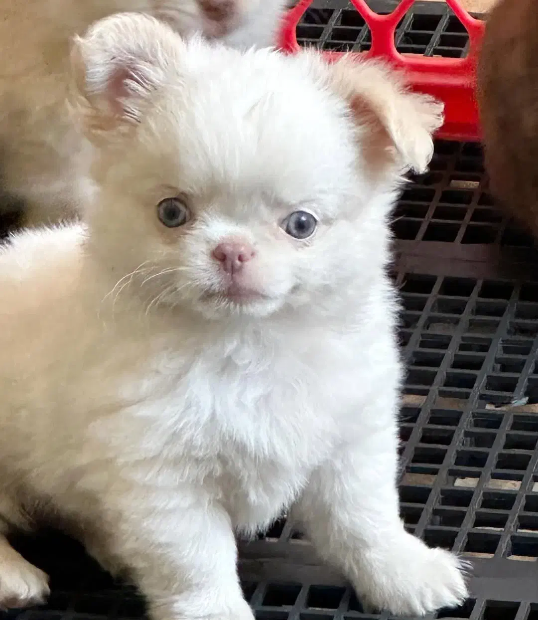 توله سگ شی هوا|سگ|تهران, اختیاریه|دیوار