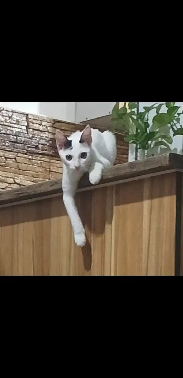 واگذاری گربه ماده|گربه|رشت, کوی مهر|دیوار