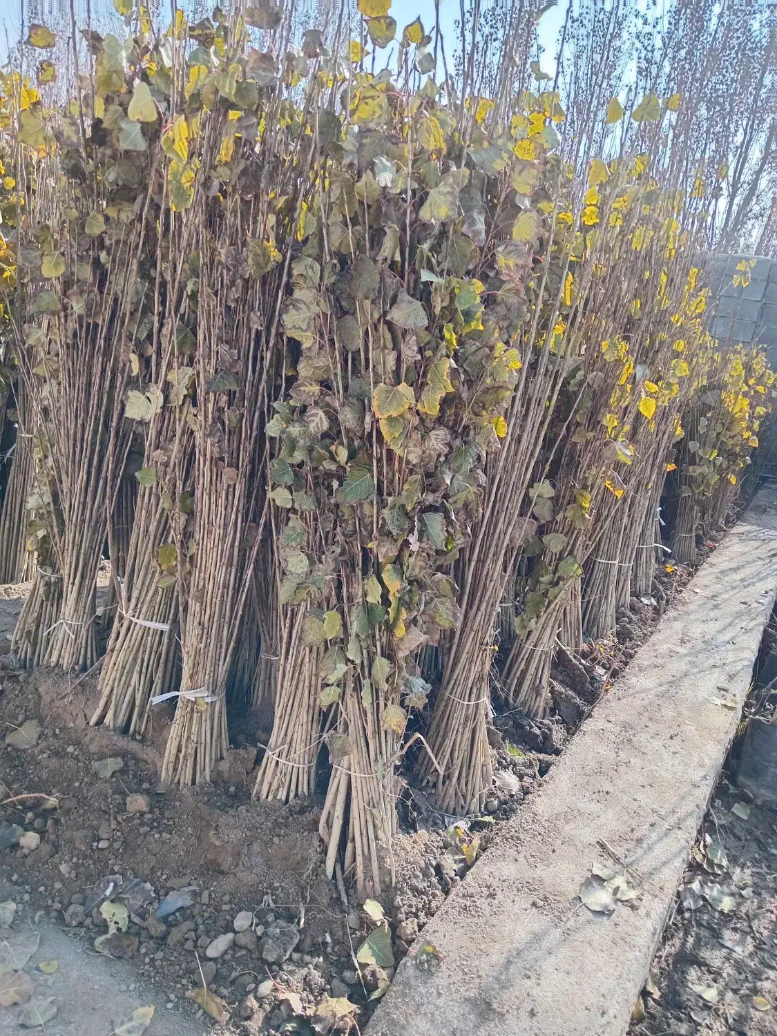 بهترین نهالهای صنوبر برای کاشت انبوه|خدمات باغبانی و درختکاری|بابل, |دیوار