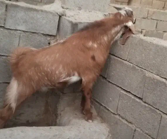 کهره نر  نژادی|حیوانات مزرعه|سر آسیاب یوسفی, |دیوار