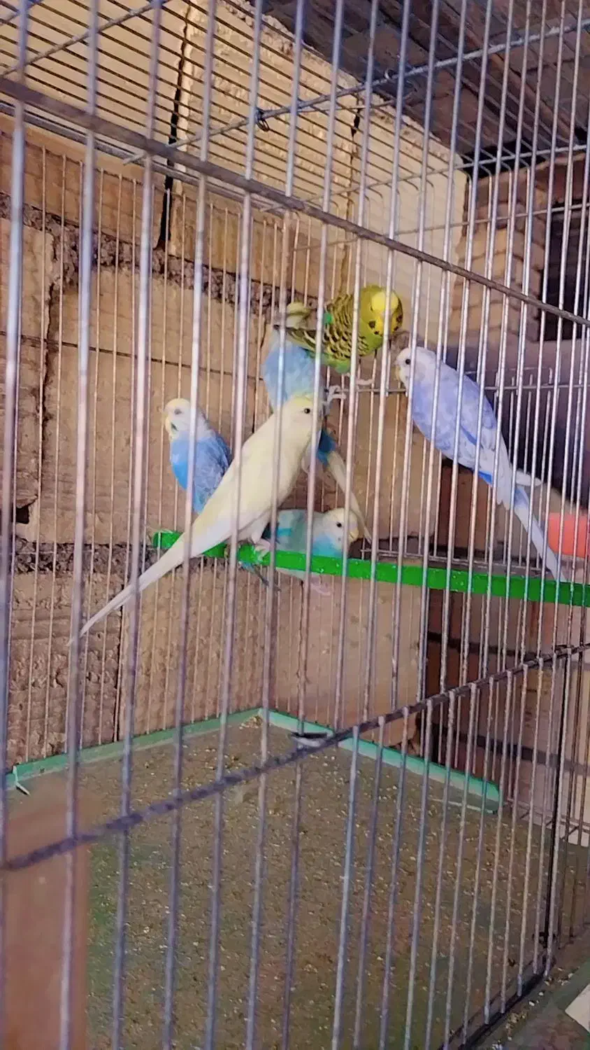 مرغ عشق اسپانگل ورینبو|پرنده|شیراز, حجت آباد|دیوار