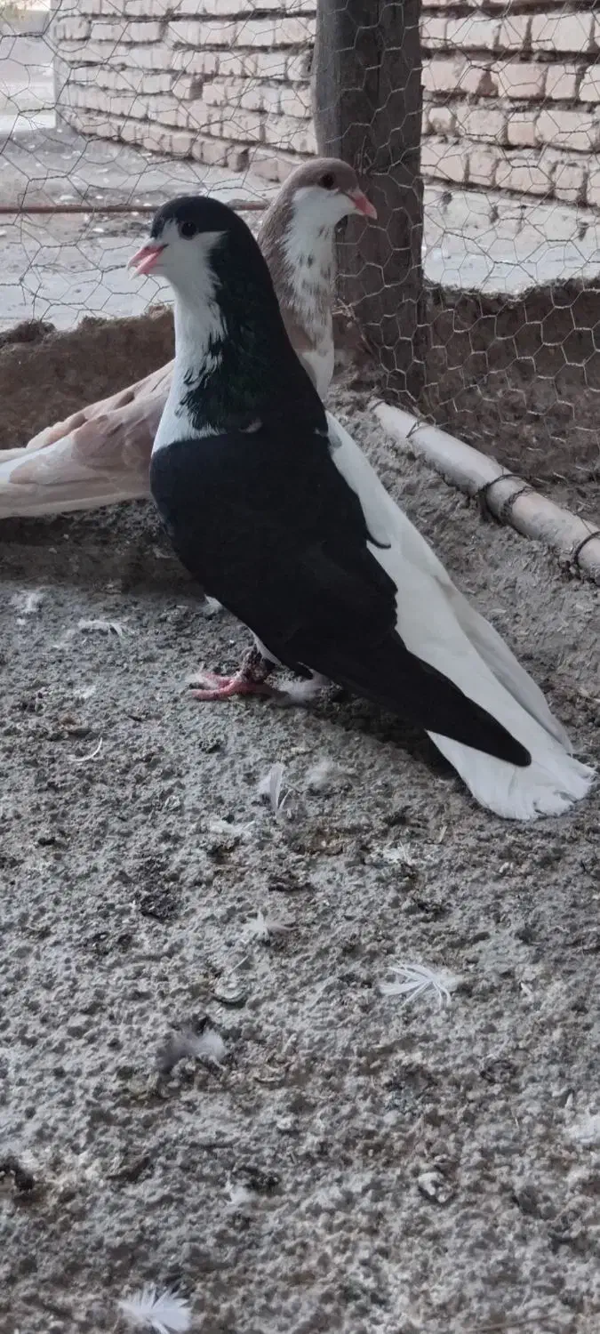 کبوتر ساده|پرنده|گنبد کاووس, |دیوار