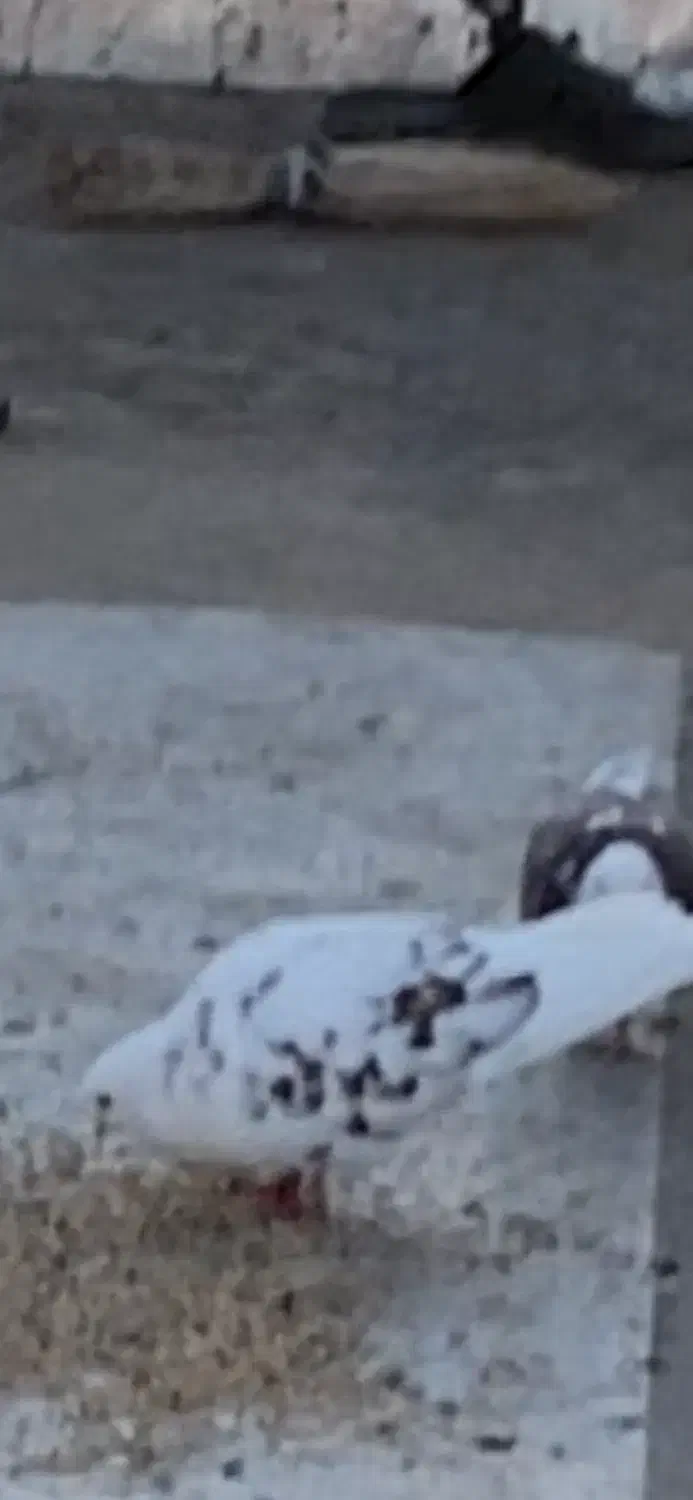 کبوتر|حیوانات|بانه, |دیوار