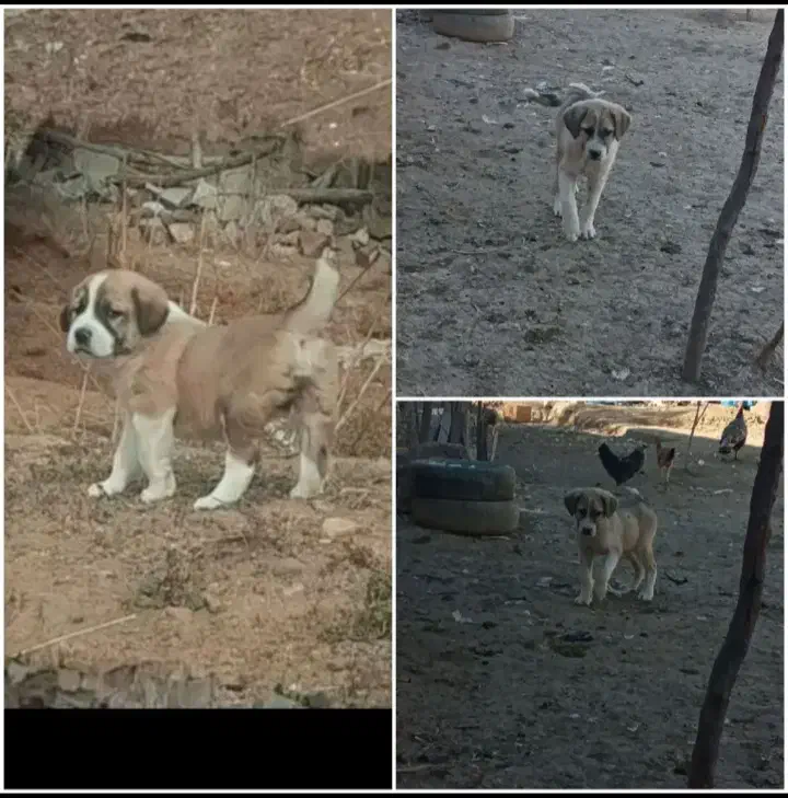 توله عراقی نر|سگ|انگوت, |دیوار