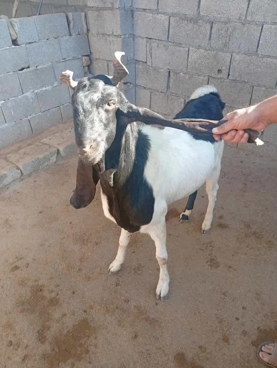 بز نر میش|حیوانات مزرعه|اندیمشک, |دیوار