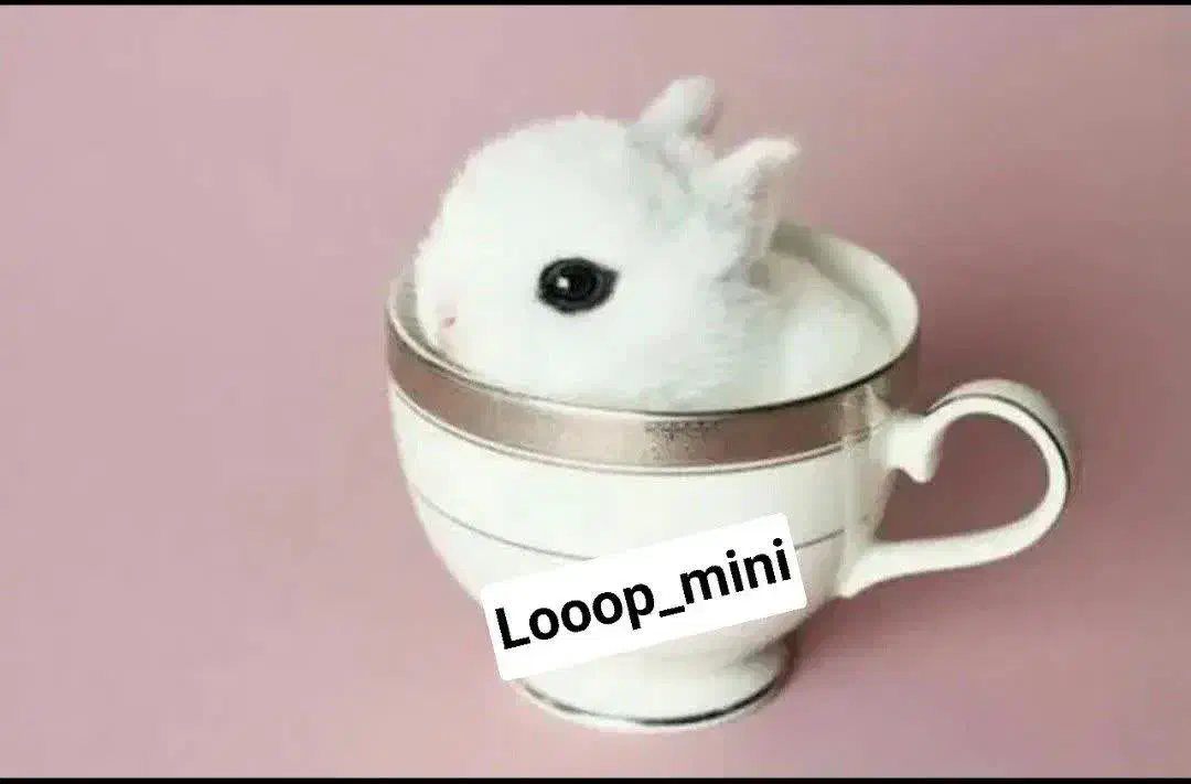 نژاده ریز|موش و خرگوش|بروجرد, |دیوار