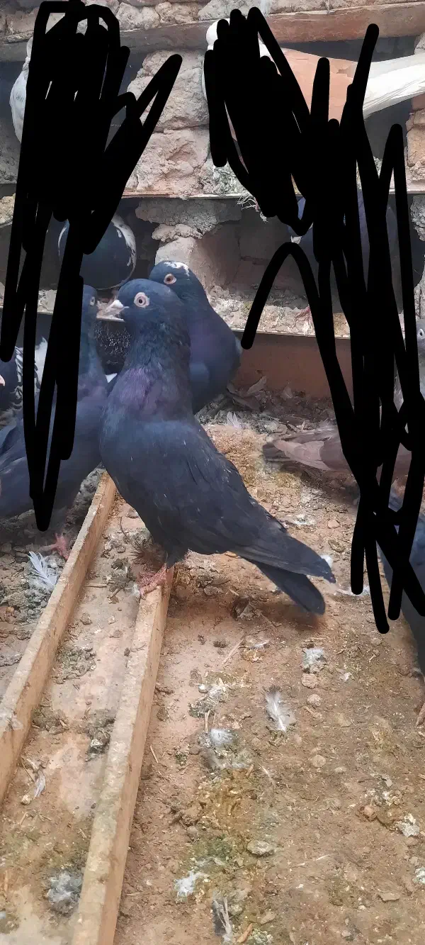 سه عدد کبوتر سالم و سرحال|پرنده|میاندوآب, |دیوار