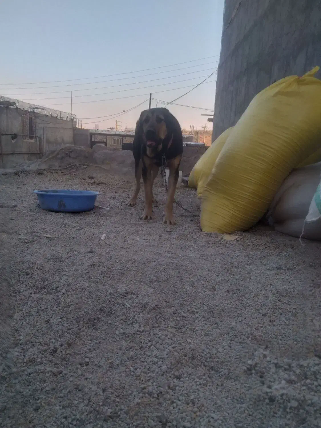 پژدر|سگ|نظر کهریزی, |دیوار