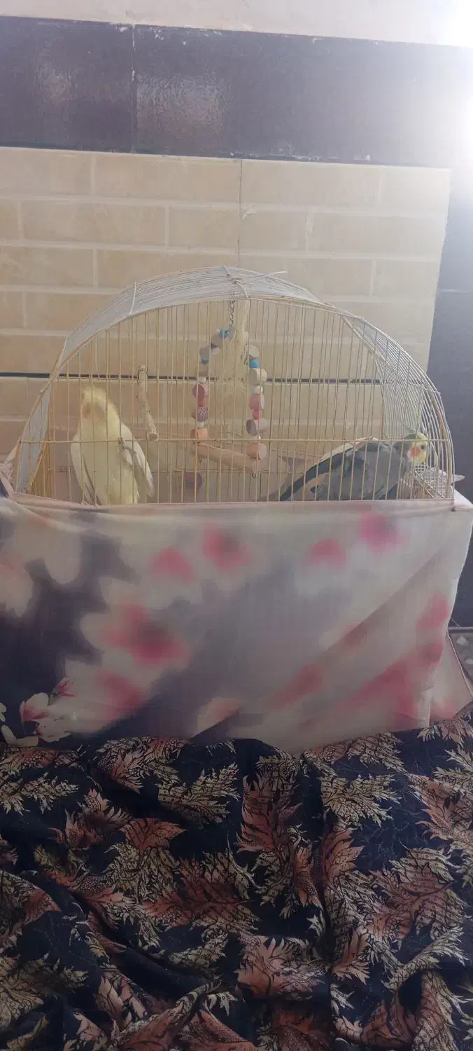 عروس هلندی جفت|پرنده|رومشکان, |دیوار