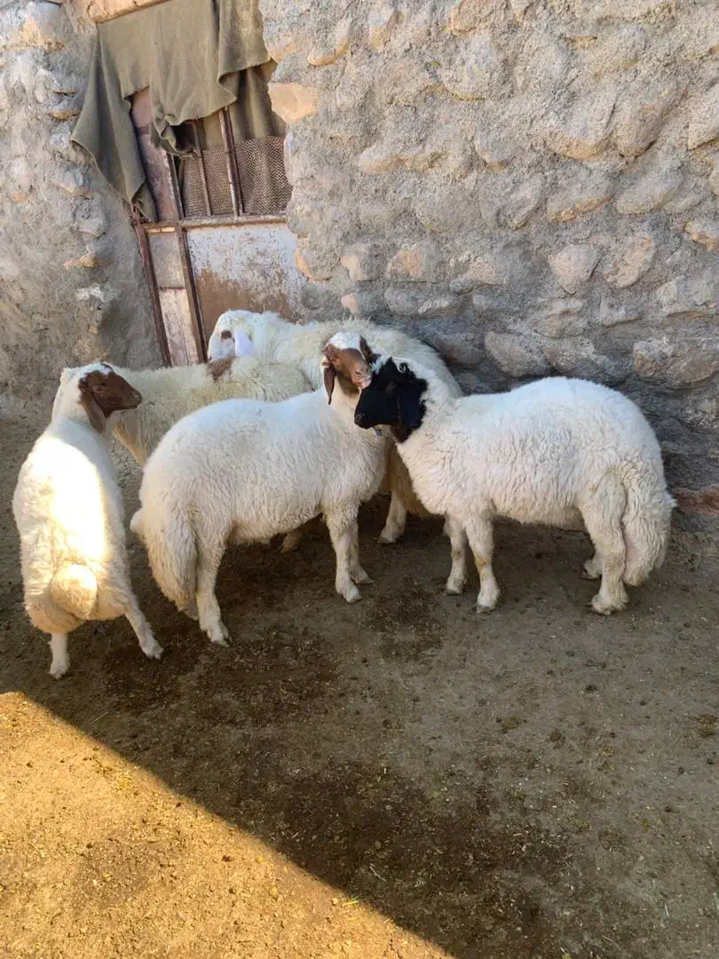 بره نر|حیوانات مزرعه|خرمآباد, |دیوار