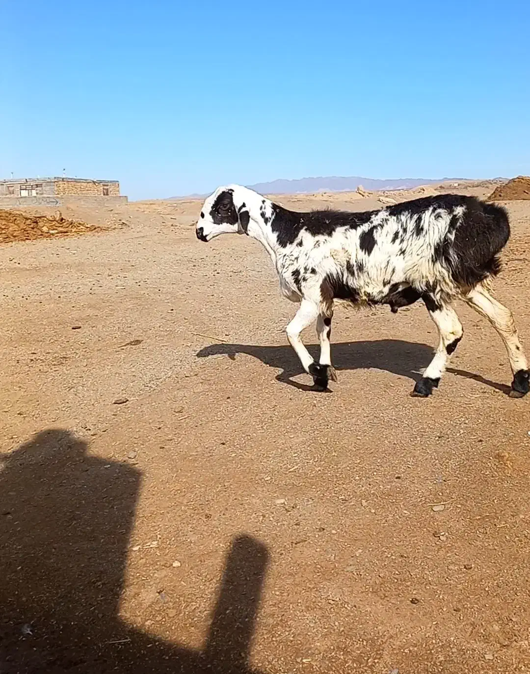 بره چینی|حیوانات مزرعه|تربت جام, جامرود|دیوار