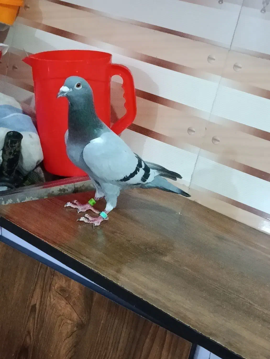 نرعراقپرینتداردوسالمسابقهکرده|پرنده|حمیدیه, |دیوار