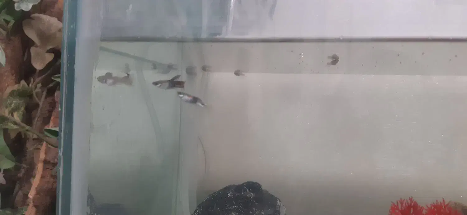 ماهی گوپی|ماهی|شیراز, احمدآباد|دیوار