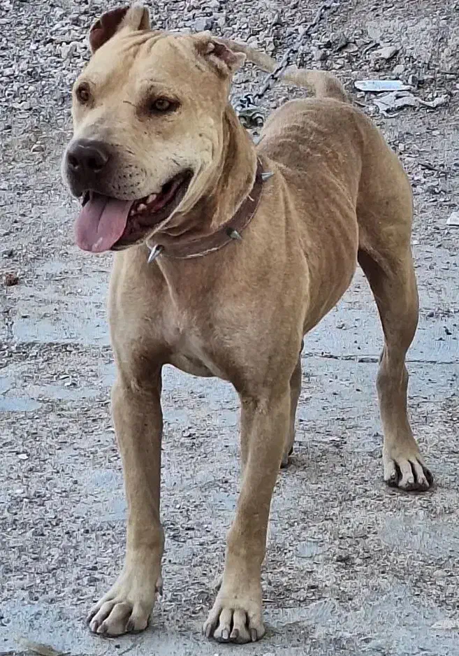 سگ پیتبول بادیگارد|سگ|شیراز, وزیرآباد|دیوار