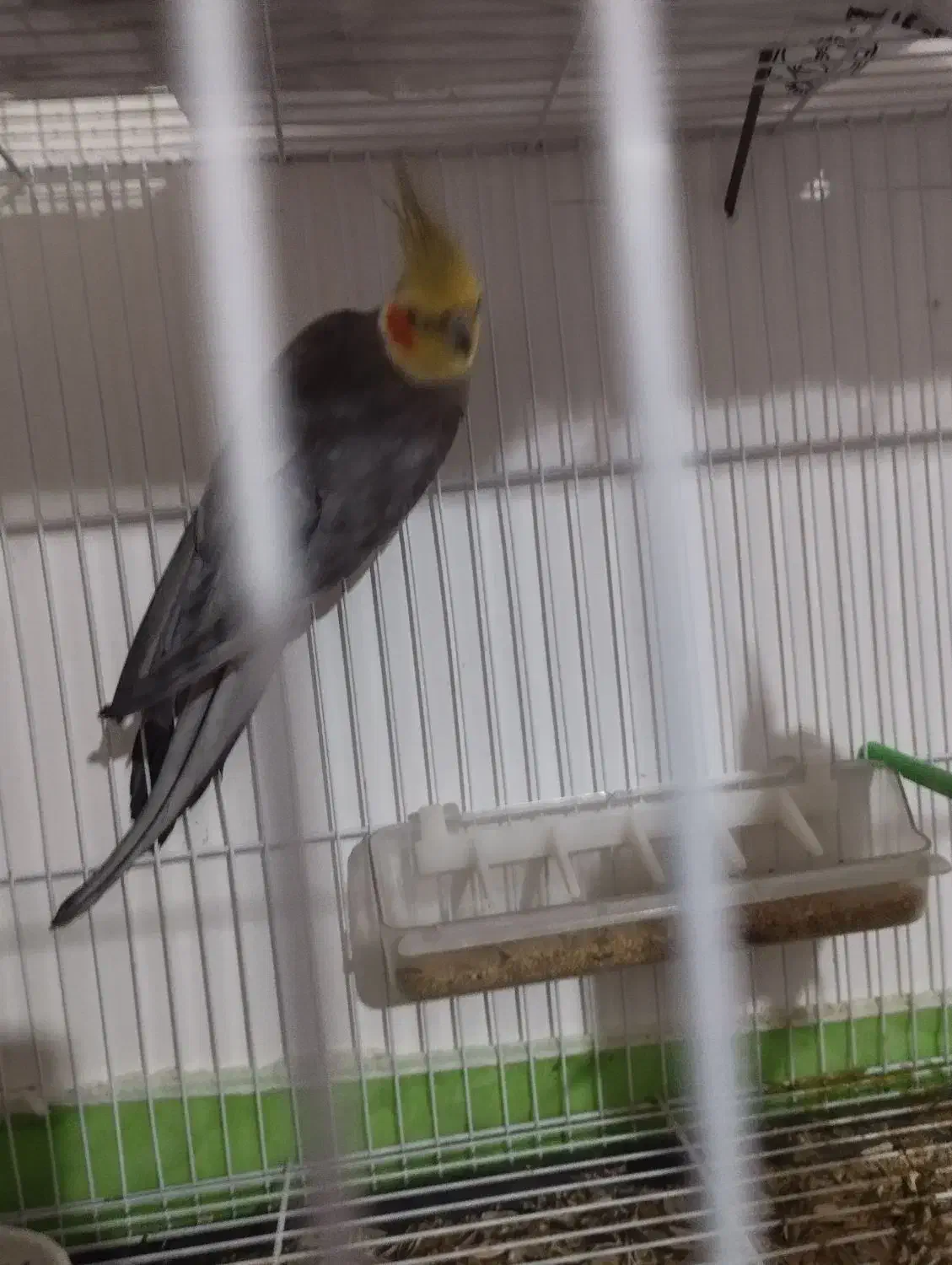 یک جفت عروش هلندی به شرط|پرنده|تربتحیدریه, اندیشه|دیوار